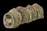 Fossil Fish (Ichthyodectes) Dorsal Vertebrae - Kansas #136480-2